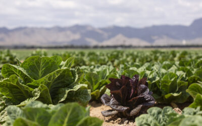 Transporting food from farm to table